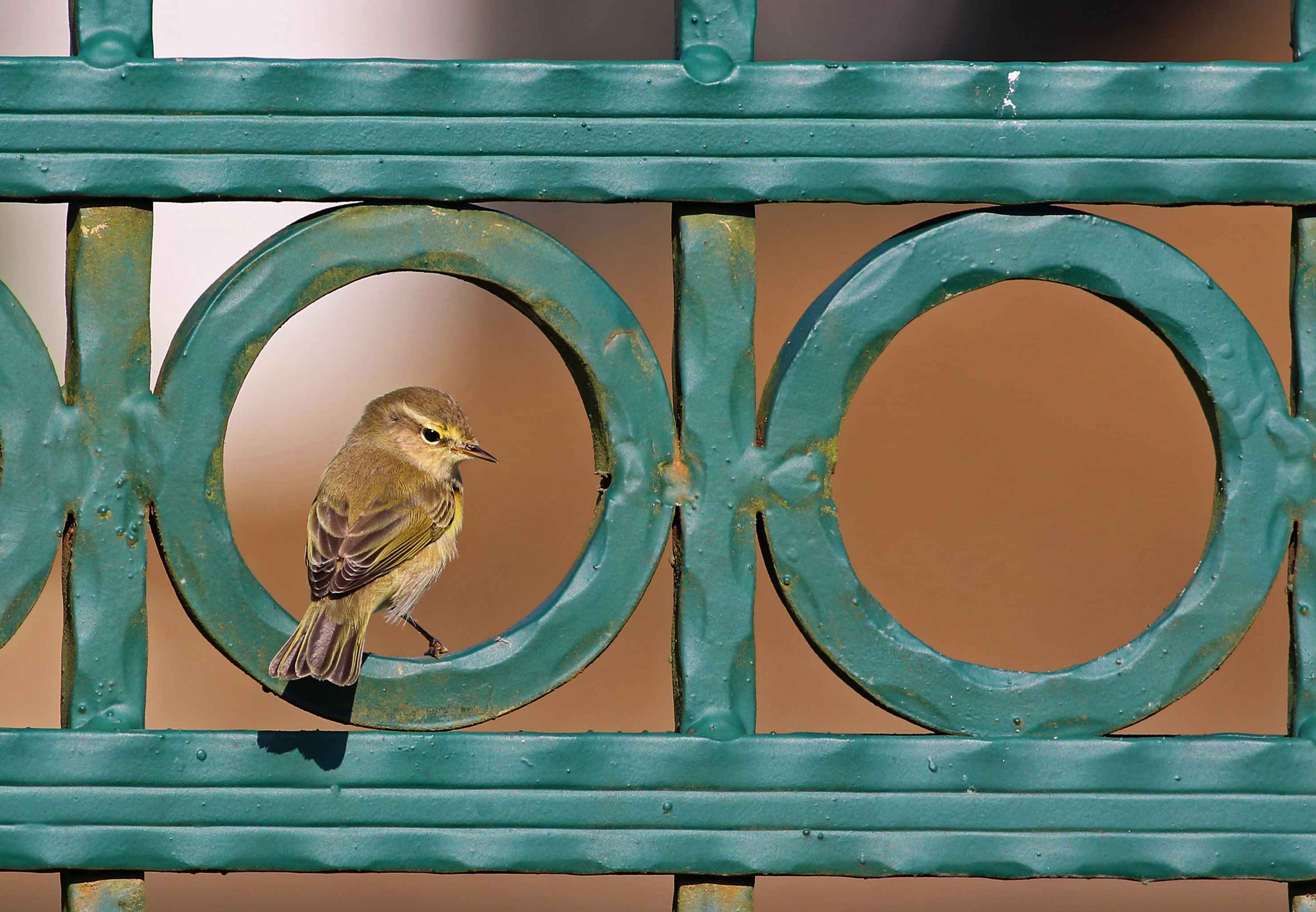 Common Chiffchaff